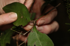 Rhysotoechia bifoliolata