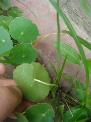 Hydrocotyle bonariensis