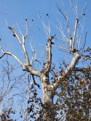 Cochlospermum vitifolium