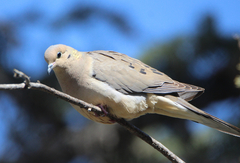 Zenaida macroura marginella