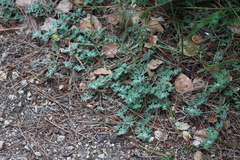 Acmispon heermannii orbicularis
