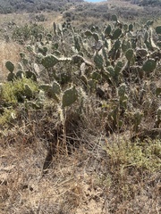 Opuntia littoralis × oricola
