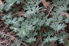 Acmispon heermannii orbicularis