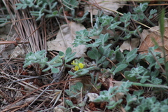 Acmispon heermannii orbicularis