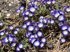 Phacelia davidsonii