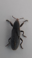 Lixus vilis