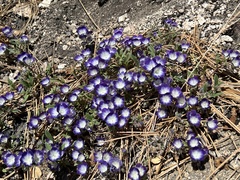 Phacelia davidsonii