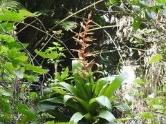 Tillandsia guatemalensis