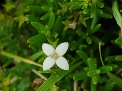 Arcytophyllum thymifolium