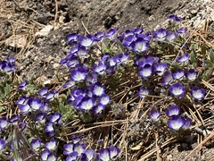Phacelia davidsonii