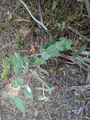 Eucalyptus dalrympleana