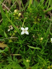 Arcytophyllum thymifolium