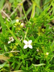Arcytophyllum thymifolium