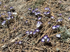 Phacelia davidsonii