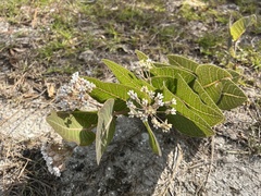 Asclepias humistrata image