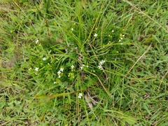 Arcytophyllum thymifolium