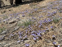 Phacelia davidsonii