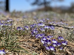 Phacelia davidsonii