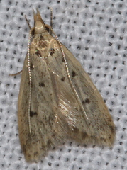 Atheropla decaspila