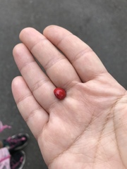 Adenanthera microsperma