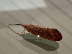 Ptilostomis ocellifera