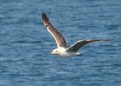 Larus occidentalis