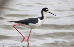 Himantopus mexicanus mexicanus