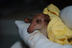 Macroglossus minimus