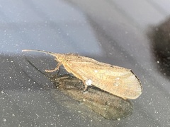 Ptilostomis ocellifera