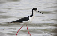Himantopus mexicanus mexicanus