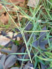 Cynodon dactylon
