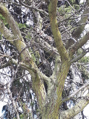 Sciurus carolinensis