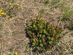 Euphorbia hylonoma