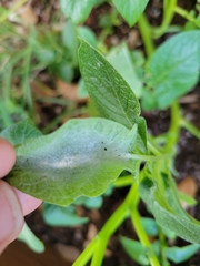 Lepidoptera
