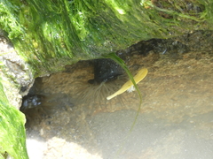 Bunodosoma cavernatum