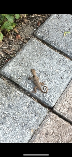 Northern Curly-tailed Lizard, 880 Chickadee Dr, Port Orange, FL, US, photo 10 of 10