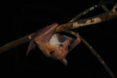 Syconycteris australis