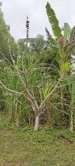 Spondias purpurea