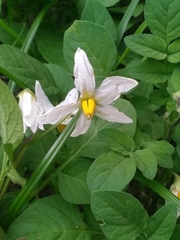 Solanum chacoense