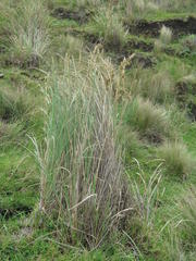 Cymbopogon nardus
