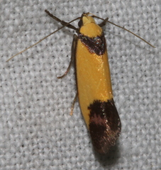 Crepidosceles timalphes