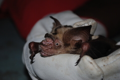 Hipposideros diadema