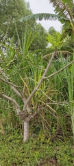 Spondias purpurea