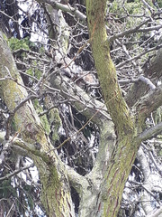 Sciurus carolinensis