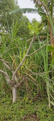 Spondias purpurea
