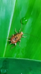Megamareta pallidiola