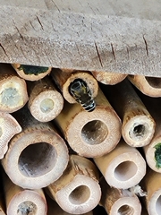 Megachile
