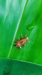 Megamareta pallidiola