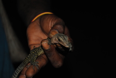 Varanus jobiensis