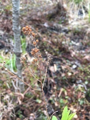 Spiraea alba latifolia